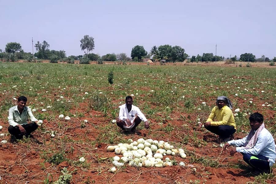 ಹನುಮಸಾಗರ ಸಮೀಪದ ನಿಲೋಗಲ್ ಗ್ರಾಮದ ಷಣ್ಮುಖ ಅವರು ಬೆಳೆದ ಕಲ್ಲಂಗಡಿ ಬೆಳೆಗೆ ಉತ್ತಮ ಬೆಲೆ ಸಿಗದ ಕಾರಣ ಕೊಯ್ಲು ಮಾಡದೆ ಹಾಗೇ ಬಿಟ್ಟಿರುವುದು