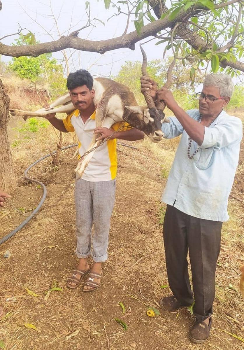ಚಿಂಚೋಳಿ ತಾಲ್ಲೂಕು ಬೆನಕೆಪಳ್ಳಿಯ ತಮ್ಮ ಹೊಲದಲ್ಲಿ ನಾಯಿಗಳು ಬೆನ್ನುಹತ್ತಿದಾಗ ನಾಯಿಗಳನ್ನು ಓಡಿಸಿ ಗ್ರಾಮದ ರೈತ ಚಂದ್ರಶೇಖರ ಯಲಾಲ ಕೃಷ್ಣಮೃಗವನ್ನು ಗುರುವಾರ ರಕ್ಷಿಸಿದರು