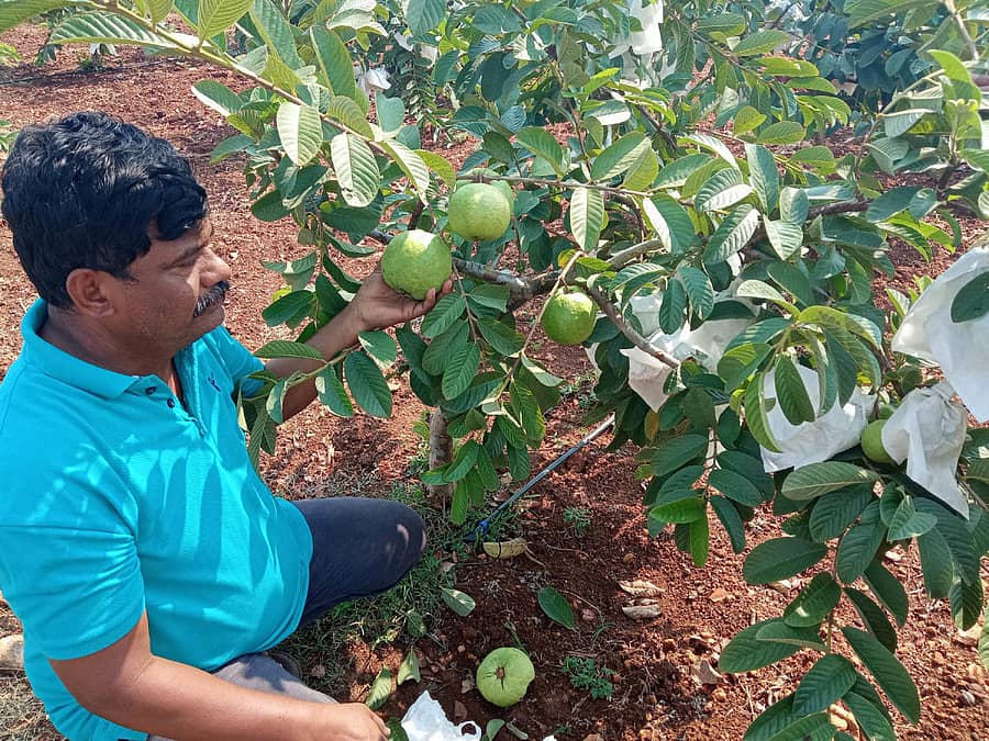 ಧರ್ಮಪುರ ಸಮೀಪದ ಶ್ರವಣಗೆರೆ ಗ್ರಾಮದ ಪ್ರಗತಿಪರ ರೈತ ಜಿ.ಶಿವಪ್ರಸಾದಗೌಡ ಉತ್ಕೃಷ್ಟವಾಗಿ ಸೀಬೆ ಬೆಳೆದಿದ್ದು, ಲಾಕ್‌ಡೌನ್ ಸಮಸ್ಯೆಯಿಂದ ಹಣ್ಣು ಕೀಳದೆ ಗಿಡದಲ್ಲಿಯೇ ಕೊಳೆಯುತ್ತಿದೆ.