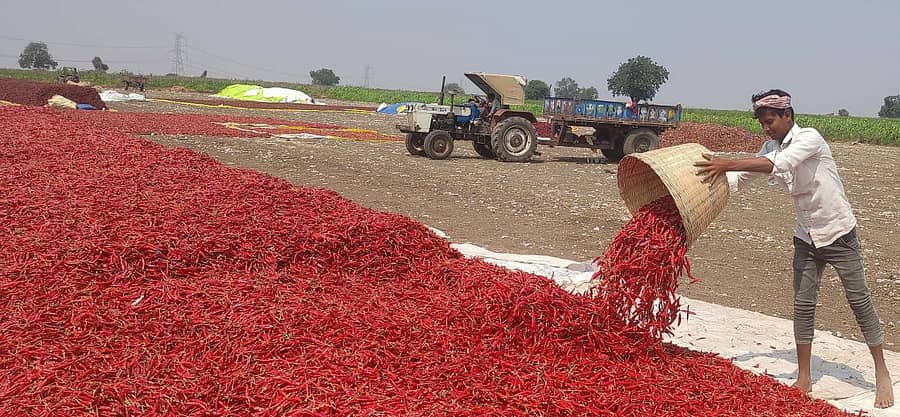 ಶಹಾಪುರ ತಾಲ್ಲೂಕಿನ ಮದ್ರಿಕಿ ಗ್ರಾಮದ ಬಳಿ ಮೆಣಸಿನಕಾಯಿ ಒಣಗಿಸುತ್ತಿರುವ ರೈತ