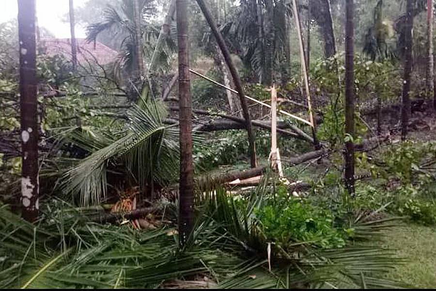 ದಕ್ಷಿಣ ಕನ್ನಡ ಜಿಲ್ಲೆಯ ಯೇನೆಕಲ್ಲಿನಲ್ಲಿ ಅಡಿಕೆ ಗಿಡ ನೆಲಕ್ಕೆ ಉರುಳಿವೆ