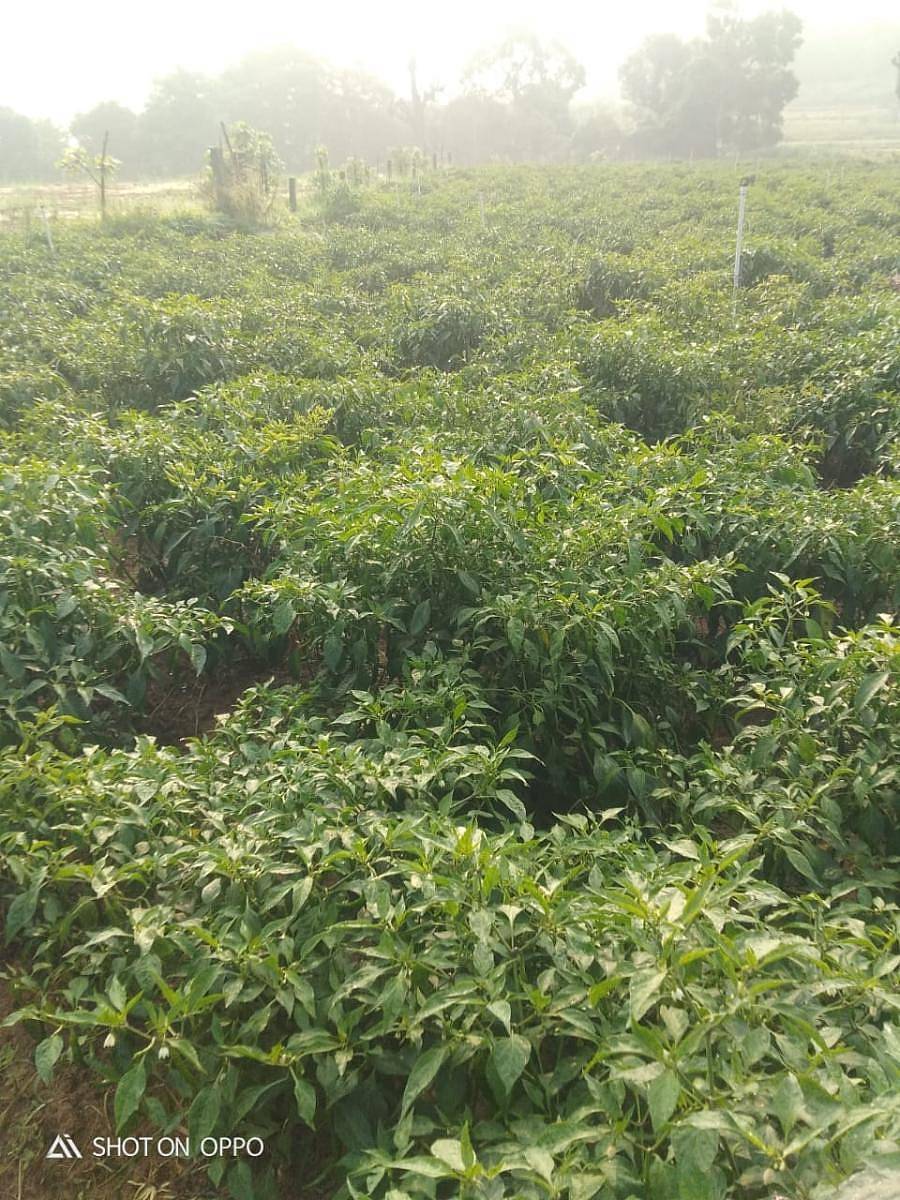 ಶನಿವಾರಸಂತೆ ಸಮೀಪದ ದೊಡ್ಡಬಿಳಾಹ ಗ್ರಾಮದ ಕೃಷಿಕ ಬಿ.ಎಂ.ವಿಜಯ್ ಅವರು ಚೆಂಡು ಹೂವಿನ ಗಿಡಗಳನ್ನು ಕಿತ್ತು ತಿಪ್ಪೆಗೆ ಸುರಿದಿರುವುದು (ಎಡ ಚಿತ್ರ). ದೊಡ್ಡಬಿಳಾಹ ಗ್ರಾಮದ ಹೊಲದಲ್ಲಿ ಬೆಳೆದಿರುವ ಹಸಿರು ಮೆಣಸಿನಕಾಯಿ ಗಿಡಗಳು