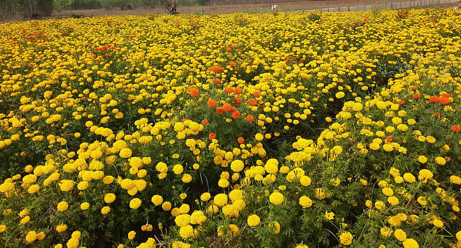 ಆನೇಕಲ್ ತಾಲ್ಲೂಕಿನ ಕರ್ಪೂರು ಬಳಿ ರೈತ ಮುನಿರಾಜು ಅವರ ತೋಟದಲ್ಲಿ ಬೆಳೆದು ನಿಂತಿರುವ ಚೆಂಡು ಹೂವಿನ ನೋಟ