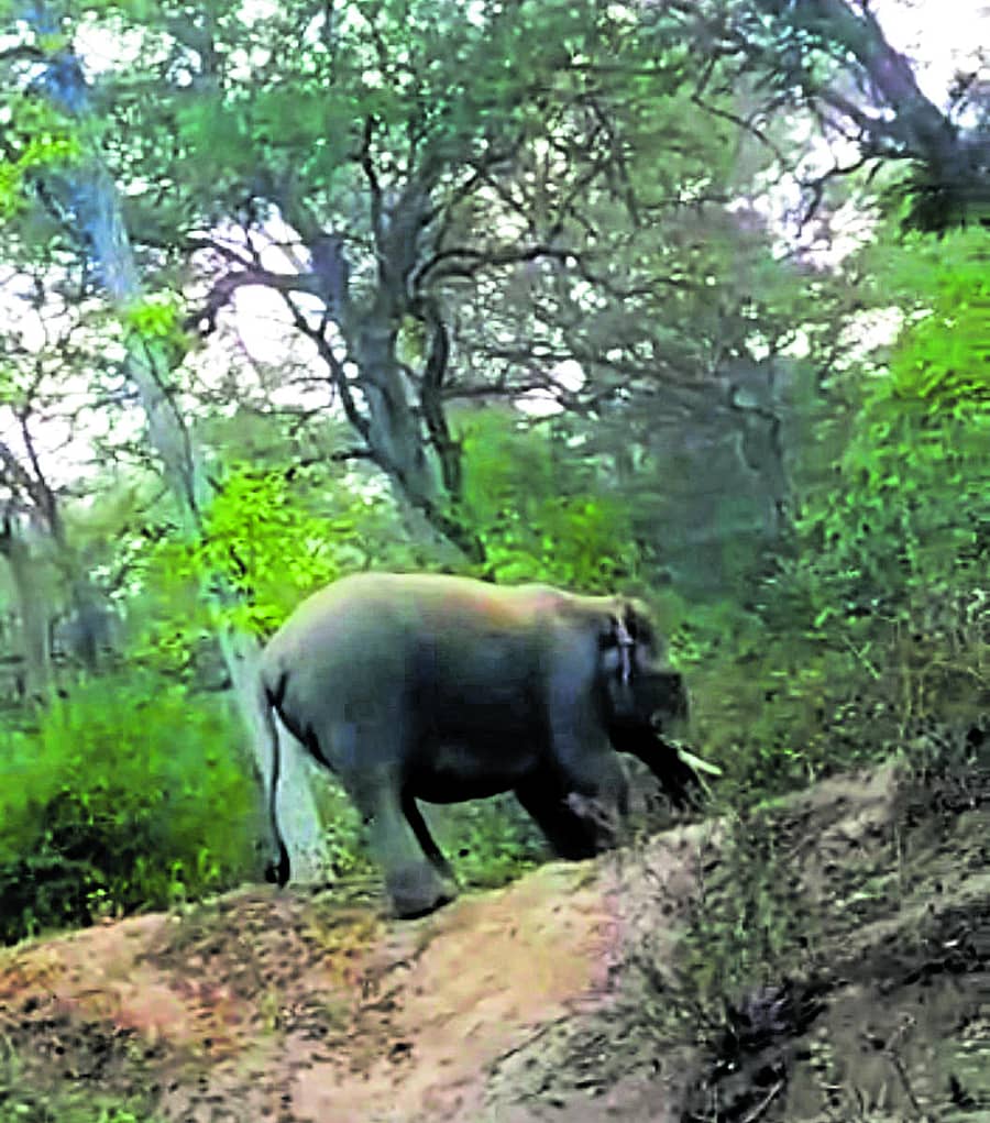 ಸುಂಟಿಕೊಪ್ಪ ಸಮೀಪದ ಚಿಕ್ಲಿಹೊಳೆ ರಸ್ತೆಯಲ್ಲಿ ಭಾನುವಾರ ಬೆಳಿಗ್ಗೆ ಕಾಣಿಸಿಕೊಂಡ ಒಂಟಿ ಸಲಗ