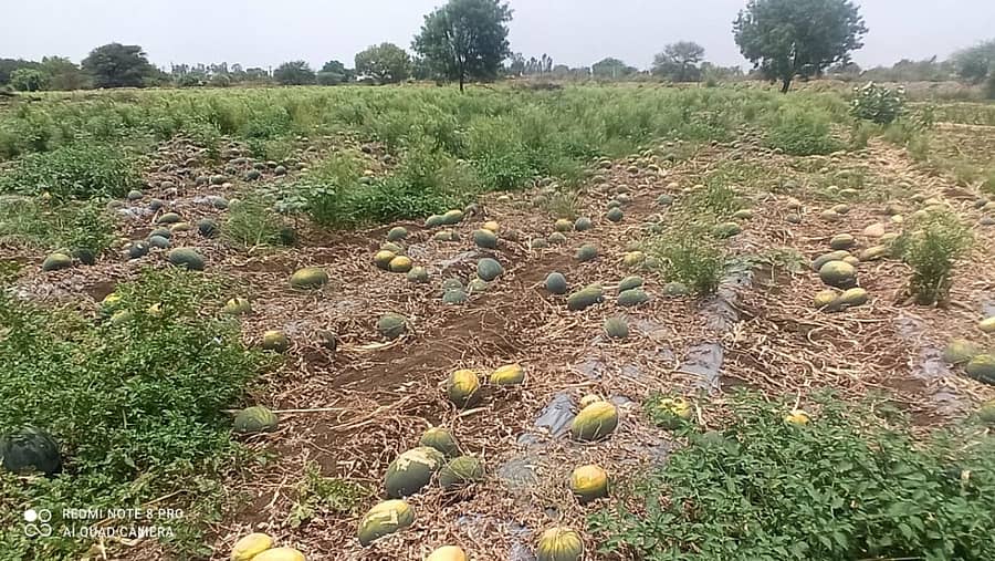 ಭಾಲ್ಕಿ ತಾಲ್ಲೂಕಿನ ಕೋನಮೇಳಕುಂದಾ ಗ್ರಾಮದ ರೈತ ಉದಯಕುಮಾರ ಗದಯಪ್ಪಾ ಸುಕಾಳೆ ಅವರ ಹೊಲದಲ್ಲಿ ಕೊಳೆಯುತ್ತಿರುವ ಕಲ್ಲಂಗಡಿ ಹಣ್ಣು