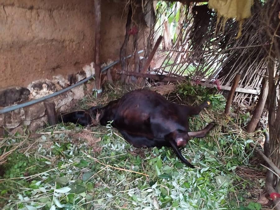 ಸಿಡಿಲಿನ ಆಘಾತಕ್ಕೆ ಮರೋಡಿ ಕುಡ್ಯರಬೆಟ್ಟು ಯಶೋಧರ ಬಂಗೇರರವರ ಕೊಟ್ಟಿಗೆಯಲ್ಲಿ ದನ ಮೃತಪಟ್ಟಿರುವುದು.