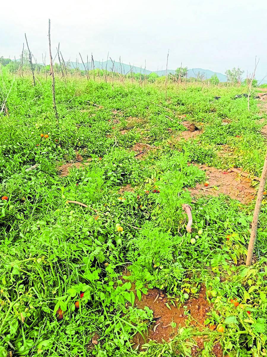 ಬಂಗಾರಪೇಟೆ ತಾಲ್ಲೂಕಿನ ಸಾಕರಸನಹಳ್ಳಿ ಗ್ರಾಮದ ಸೀತಬೈರಪ್ಪ ಅವರ ಟೊಮೆಟೊ ತೋಟವನ್ನು ಆನೆಗಳು ಬುಧವಾರ ರಾತ್ರಿ ತುಳಿದು ನಾಶಮಾಡಿವೆ