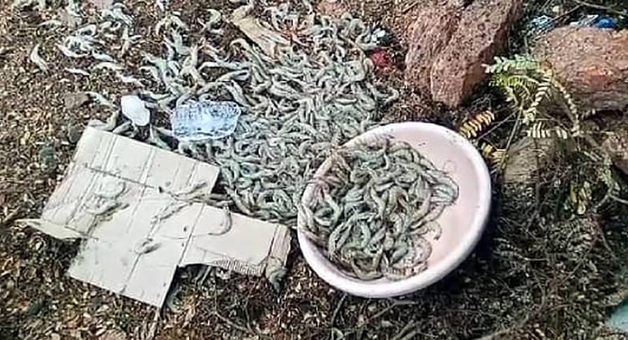 ಕಾರವಾರದಲ್ಲಿ ನಗರಸಭೆ ಸಿಬ್ಬಂದಿ ಮೀನಿನ ಬುಟ್ಟಿಯನ್ನು ಎಸೆದಿರುವುದು