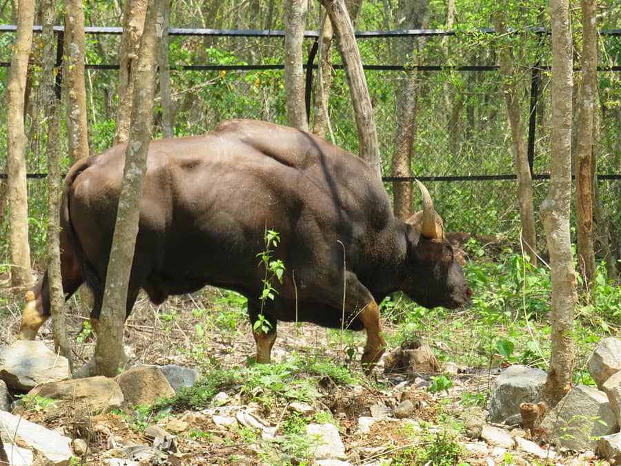 ಎರಡು ಕಣ್ಣುಗಳನ್ನು ಕಳೆದುಕೊಂಡ ಕಾಟಿಯ ಅಲೆದಾಟ