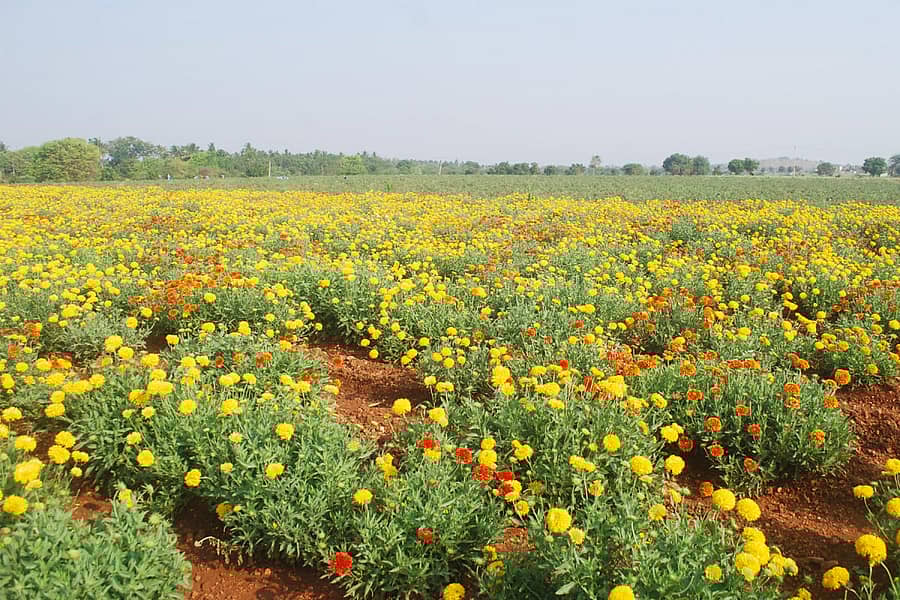 ಮಾರಾಟ ಆಗದೆ ಹೊಲದಲ್ಲಿಯೇ ಒಣಗುತ್ತಿರುವ ಲಕ್ಷ್ಮೇಶ್ವರದ ಶಿವನಗೌಡ ಪಾಟೀಲರು ಬೆಳೆದ ಗಲಾಟೆ ಹೂ