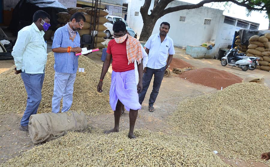 ಯಾದಗಿರಿಯ ಎಪಿಎಂಸಿಯಲ್ಲಿ ಶೇಂಗಾ ವ್ಯಾಪಾರ ವಹಿವಾಟಿನಲ್ಲಿ ತೊಡಗಿಸಿಕೊಂಡಿರುವ ವ್ಯಾಪಾರಿಗಳುಪ್ರಜಾವಾಣಿ ಚಿತ್ರಗಳು/ ರಾಜಕುಮಾರ ನಳ್ಳಿಕರ
