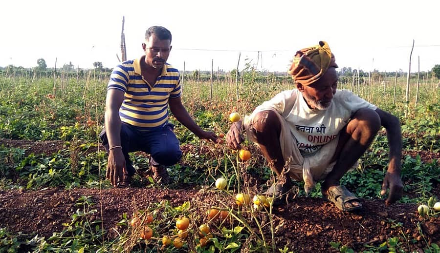 ಚಿಟಗುಪ್ಪ ತಾಲ್ಲೂಕಿನ ನಿರ್ಣಾ ವಾಡಿ ಗ್ರಾಮದ ಲಿಂಗರಾಜ್ ನಿಂಬೂರೆ ದಯಾನಂದ ಪಾಟೀಲ ಅವರ ಹೊಲದಲ್ಲಿ ಬೆಳೆದ ಟೊಮೆಟೊ