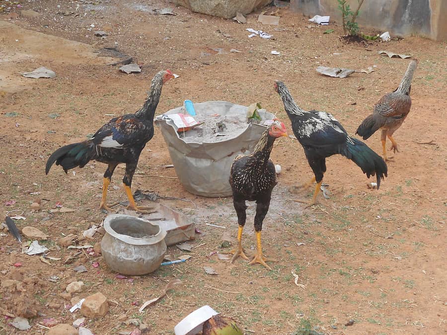 ಮುಳಬಾಗಿಲು ನಗರಕ್ಕೆ ಮಾರಾಟಕ್ಕೆ ತಂದಿರುವ ನಾಟಿ ಕೋಳಿಗಳು