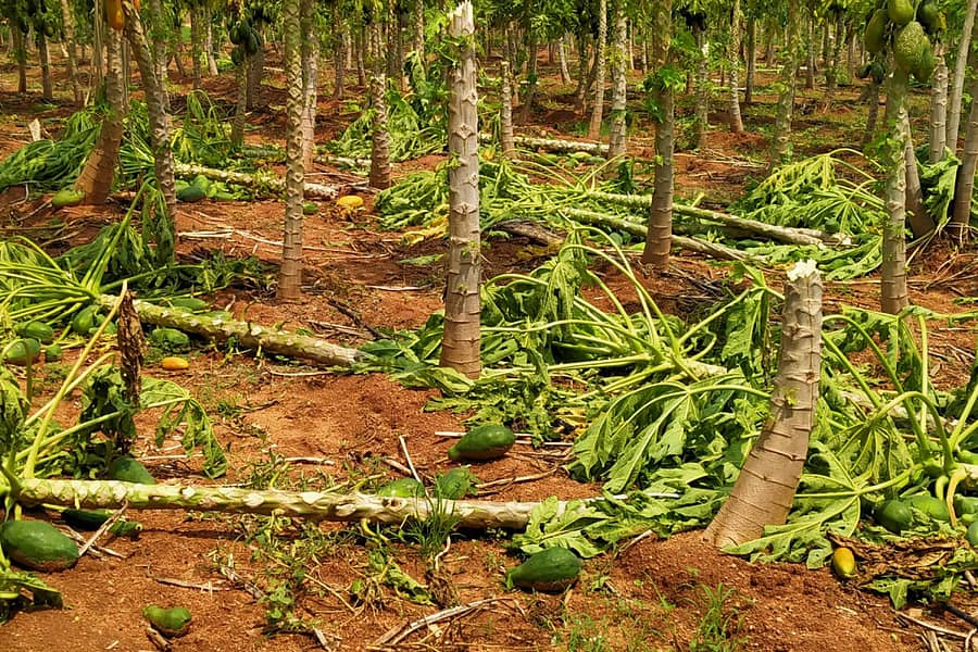 ಹನುಮಸಾಗರ ಸಮೀಪದ ಹಾಬಲಕಟ್ಟಿ ಗ್ರಾಮದಲ್ಲಿ ರೈತ ಶಿವಶರಣಪ್ಪ ಹೆಬ್ಲಿ ಅವರ ಪಪ್ಪಾಯ ಬೆಳೆ ನೆಲಕ್ಕುರುಳಿದೆ