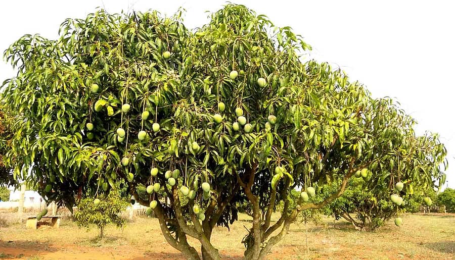 ದೇವನಹಳ್ಳಿ ಸಮೀಪದಲ್ಲಿ ರೈತರೊಬ್ಬರು ಬೆಳೆದಿರುವ ಮಾವಿನ ಬೆಳೆ ಕಟಾವಿಗೆ ಸಿದ್ಧವಾಗಿದ್ದು, ವ್ಯಾಪಾರಿಗಳು ಬಾರದೆ ಮರದಲ್ಲೇ ಉಳಿದಿದೆ