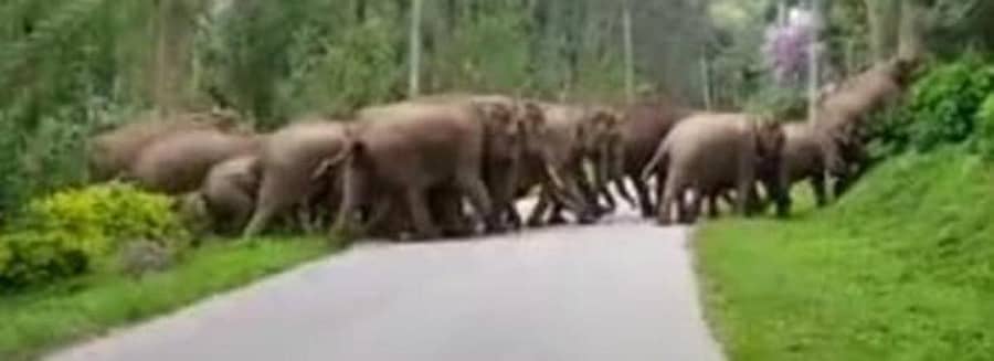 ಗೋಣಿಕೊಪ್ಪಲು ಬಳಿಯ ಮಾಯಮುಡಿ ಬಳಿ ರಸ್ತೆ ದಾಟುತ್ತಿರುವ ಕಾಡಾನೆಗಳ ಬೃಹತ್ ಹಿಂಡು