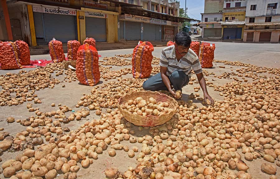 ಯಶವಂತಪುರ ಎಪಿಎಂಸಿ ಆವರಣದಲ್ಲಿ ಕೊಳೆಯುತಿರುವ ಆಲೂಗಡ್ಡೆಯನ್ನು ಬೇರ್ಪಡಿಸಿ ಒಣಗಿಸುತ್ತಿರುವ ದೃಶ್ಯ