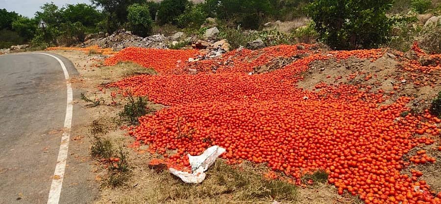 ಮುಳಬಾಗಿಲು-ಚಿತ್ತೂರು ರಾಷ್ಟ್ರೀಯ ಹೆದ್ದಾರಿ 75ರ ಬದಿಯಲ್ಲಿ ರೈತರು ಶುಕ್ರವಾರ ಟೊಮೆಟೊ ಸುರಿದಿರುವುದು