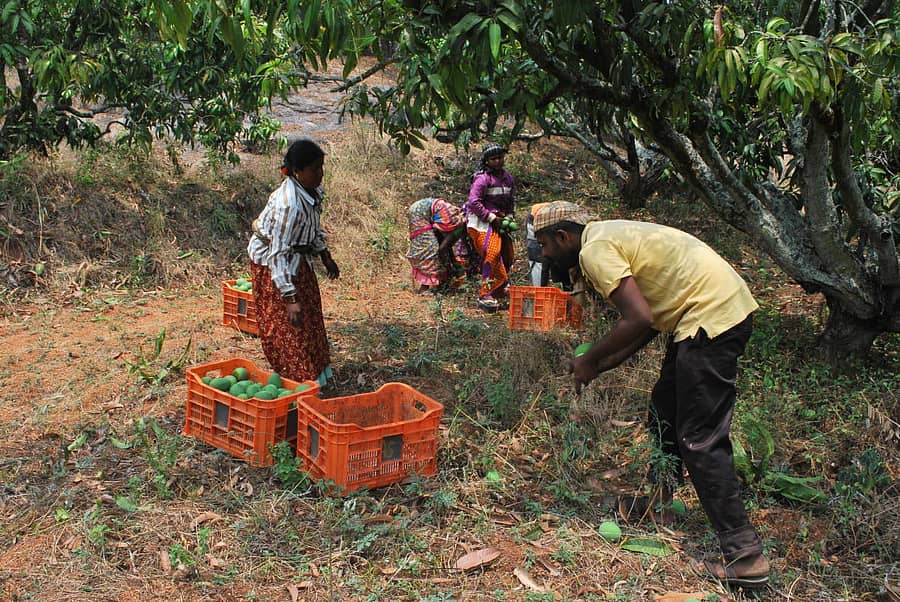 ಉದುರಿಸಿದ ಕಾಯಿಗಳನ್ನು ಕ್ರೇಟ್ಗೆ ತುಂಬುತ್ತಿರುವ ಕಾರ್ಮಿಕರು