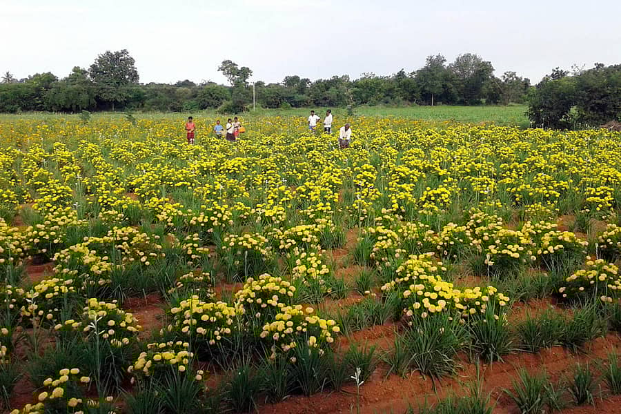 ಸುಗಂಧರಾಜ ಬೆಳೆಯಲ್ಲಿಯೇ ಮಿಶ್ರಬೆಳೆಯಾಗಿ ಬೆಳೆದಿರುವ ಚಂಡು ಹೂವು ಈ ಬಾರಿ ಉತ್ತಮ ಇಳುವರಿ ಬಂದಿದೆ