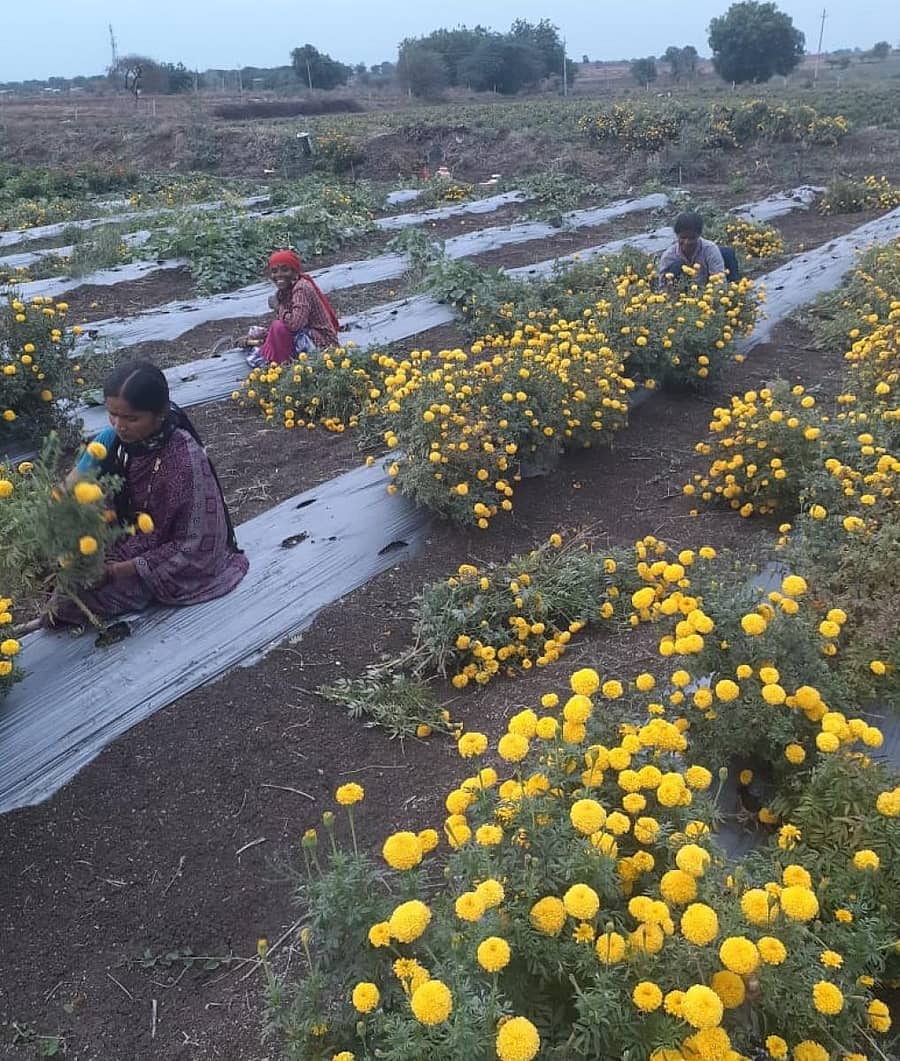 ಕಲಬುರ್ಗಿ ಜಿಲ್ಲೆಯ ಕಮಲಾಪುರ ತಾಲ್ಲೂಕಿನ ಆಲಗೂಡು ಗ್ರಾಮದಲ್ಲಿ ಚಂದ್ರಕಾಂತ ಪೊಲೀಸ್ ಪಾಟೀಲ ಅವರ 10 ಎಕರೆ ಚೆಂಡುಹೂವನ್ನು ಬುಡಸಮೇತ ಕೀಳಿಸಿದರು