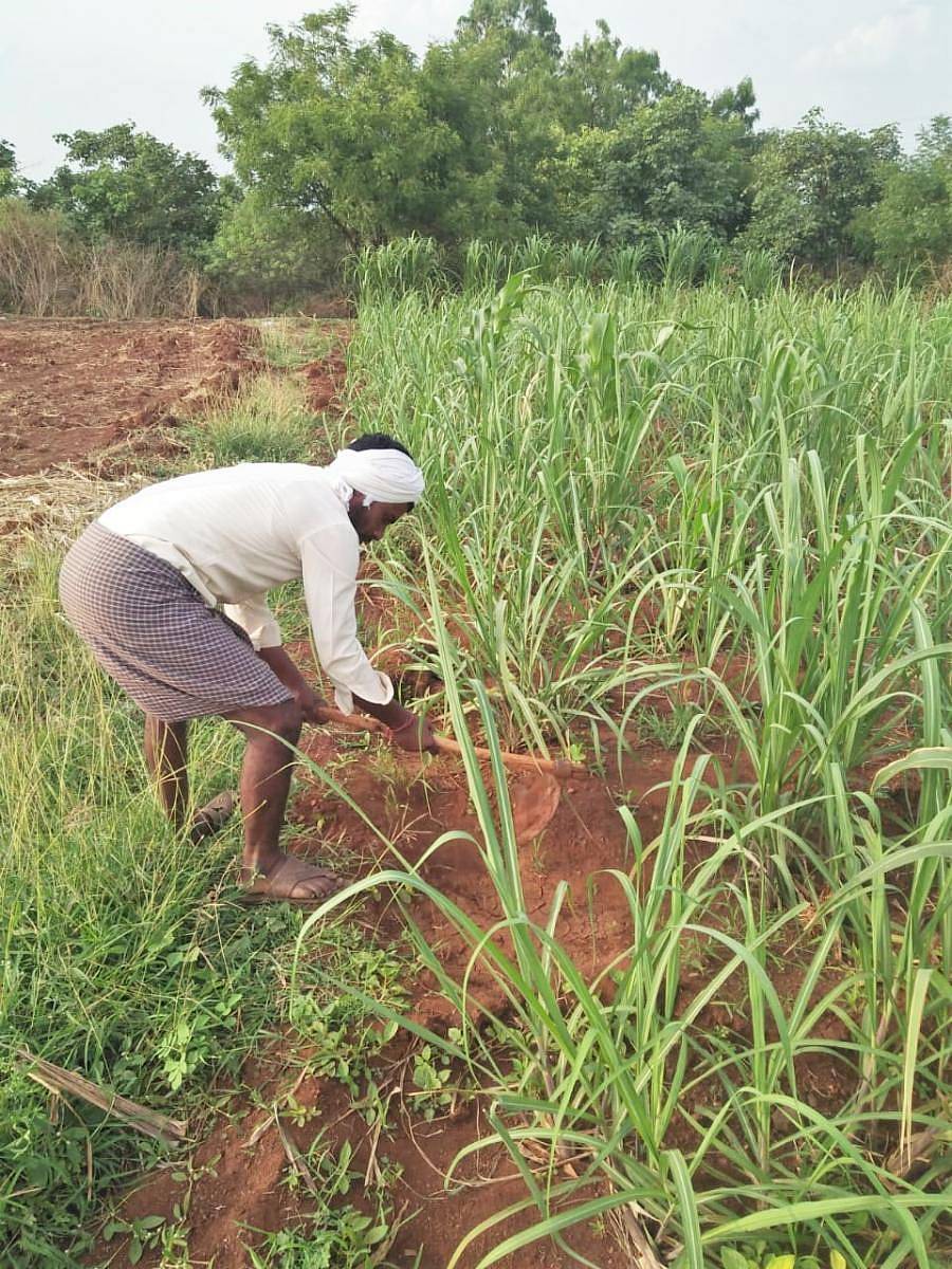 ದಾಡಗಿ ಗ್ರಾಮದ ಹೊಲವೊಂದರಲ್ಲಿ ಕಬ್ಬಿಗೆ ನೀರು ಬಿಡುತ್ತಿರುವ ಶಿಕ್ಷಕ