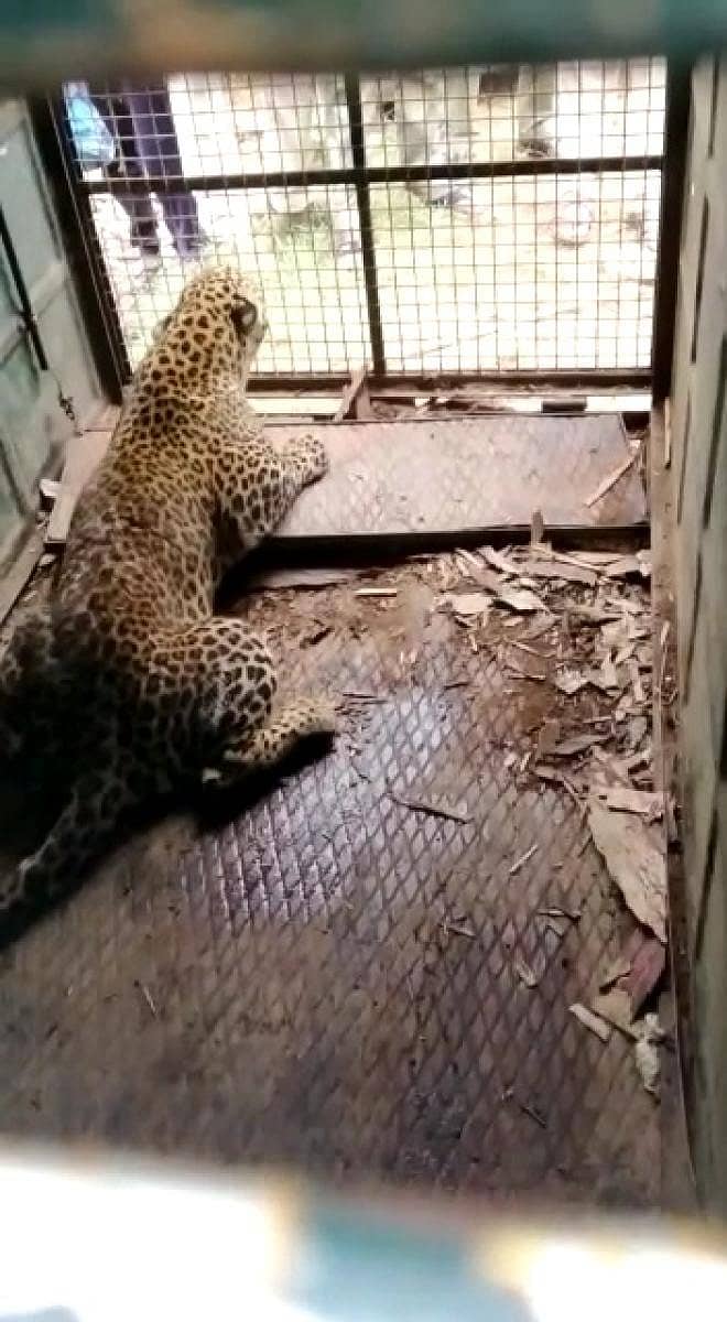 ಗುಂಡ್ಲುಪೇಟೆ ತಾಲ್ಲೂಕಿನ ಬೊಮ್ಮನಹಳ್ಳಿಯಲ್ಲಿ ಬೋನಿಗೆ ಬಿದ್ದಿರುವ ಚಿರತೆ