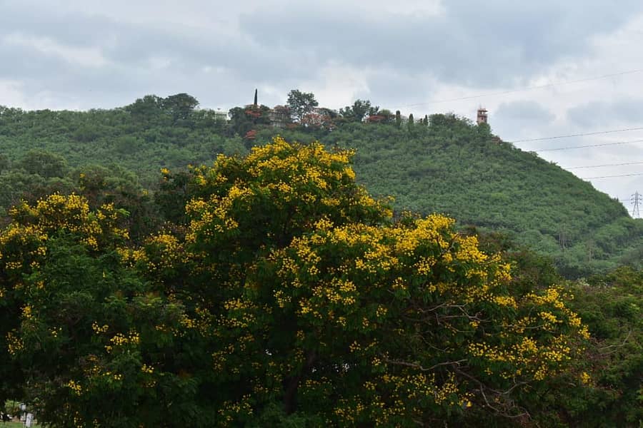 ಹಸಿರು ಹೊದ್ದು ನಿಂತಿರುವ ತುಂಗಭದ್ರಾ ಜಲಾಶಯ ಸಮೀಪದ ವೈಕುಂಠ ಅತಿಥಿ ಗೃಹವಿರುವ ಗುಡ್ಡ–ಪ್ರಜಾವಾಣಿ ಚಿತ್ರ