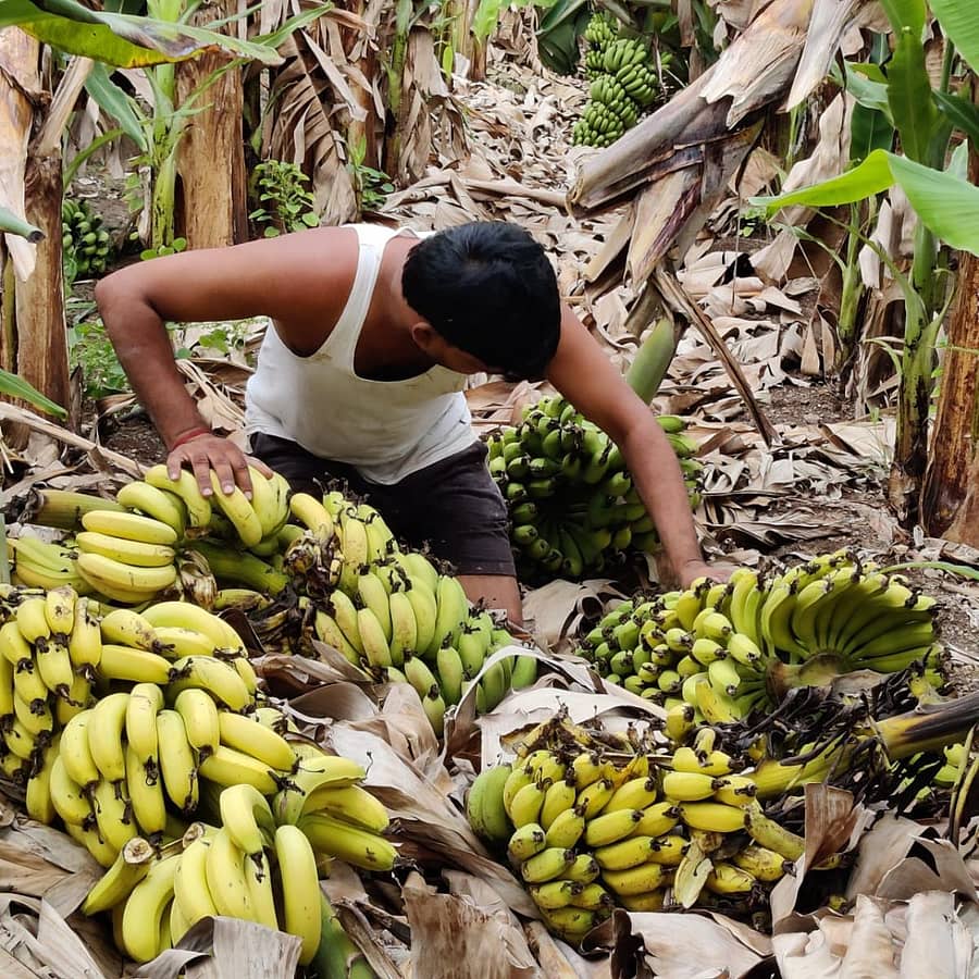ಇತ್ತೀಚೆಗೆ ಬೀಸಿದ ಬಿರುಗಾಳಿ, ಮಳೆಗೆ ನೆಲಕಚ್ಚಿರುವ ಬಾಳೆ ಗೊನೆಗಳೊಂದಿಗೆ ಬಬಲೇಶ್ವರ ತಾಲ್ಲೂಕಿನ ಸಂಗಾಪೂರ (ಎಸ್.ಎಸ್.) ಗ್ರಾಮದ ರೈತ ಬಸವರಾಜ ಕಾತ್ರಾಳ