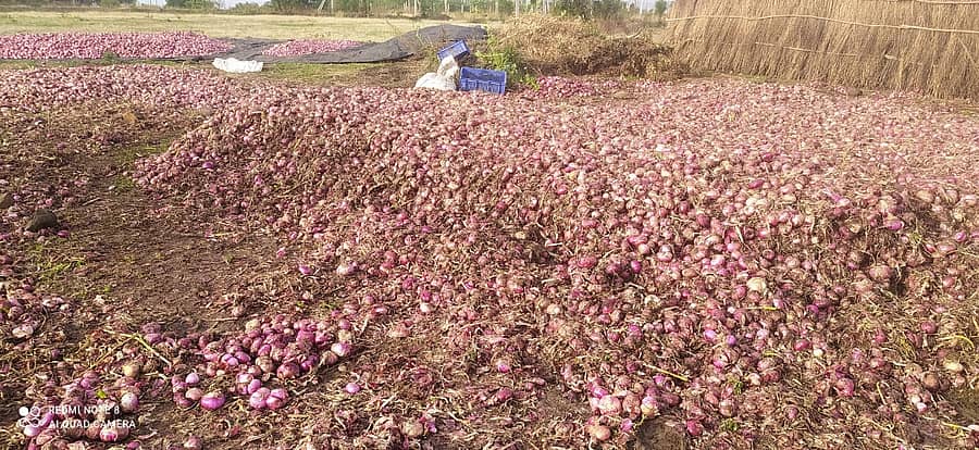 ಭಾರಿ ಮಳೆಗೆ ನಷ್ಟವಾದ ಈರುಳ್ಳಿ
