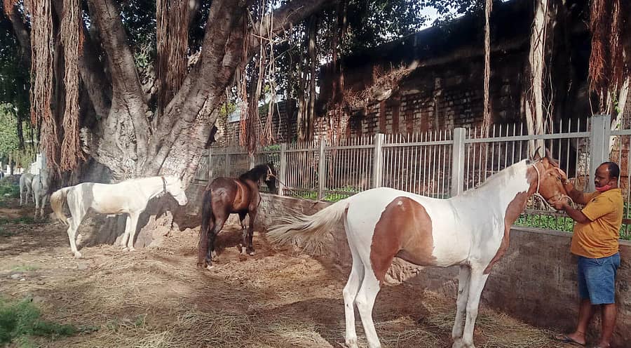 ಶ್ರೀರಂಗಪಟ್ಟಣದ ಶ್ರೀರಂಗನಾಥಸ್ವಾಮಿ ದೇವಾಲಯ ಬಳಿ ಪ್ರವಾಸಿಗರನ್ನು ಕೂರಿಸಿಕೊಂಡು ಖುಷಿ ಕೊಡುತ್ತಿದ್ದ ಕುದುರೆಗಳು