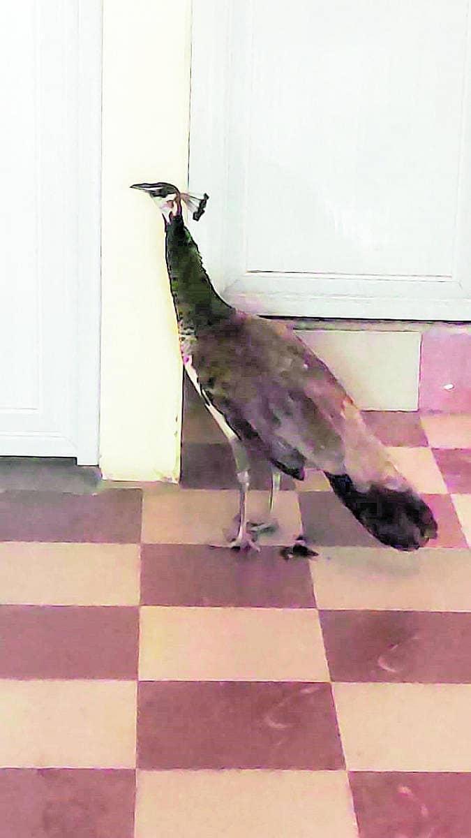 ಹೋಟೆಲ್ನ ಶೌಚಾಲಯದ ಕೊಠಡಿ ಎದುರು ನಿಂತಿರುವ ನವಿಲು