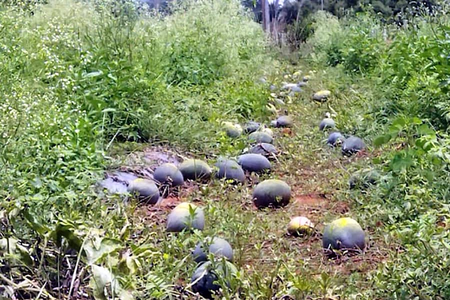 ಯಳಂದೂರು ತಾಲ್ಲೂಕಿನ ಮದ್ದೂರು ಗುಡ್ಡದ ಸಮೀಪ ಕಲ್ಲಂಗಡಿ ಕೊಳೆಯುತ್ತಿದೆ