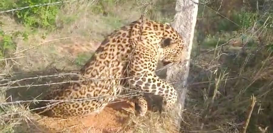 ಕೋಲಾರ ತಾಲ್ಲೂಕಿನ ಟಿ.ಪುರಹಳ್ಳಿ ಸಮೀಪ ಚಿರತೆಯೊಂದು ಮಾವಿನ ತೋಟದ ತಂತಿ ಬೇಲಿಗೆ ಸಿಲುಕಿ ಮೃತಪಟ್ಟಿರುವುದು.