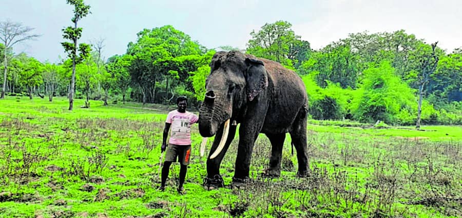 ಮಾವುತನೊಂದಿಗಿರುವ ಕುಶ ಆನೆ.