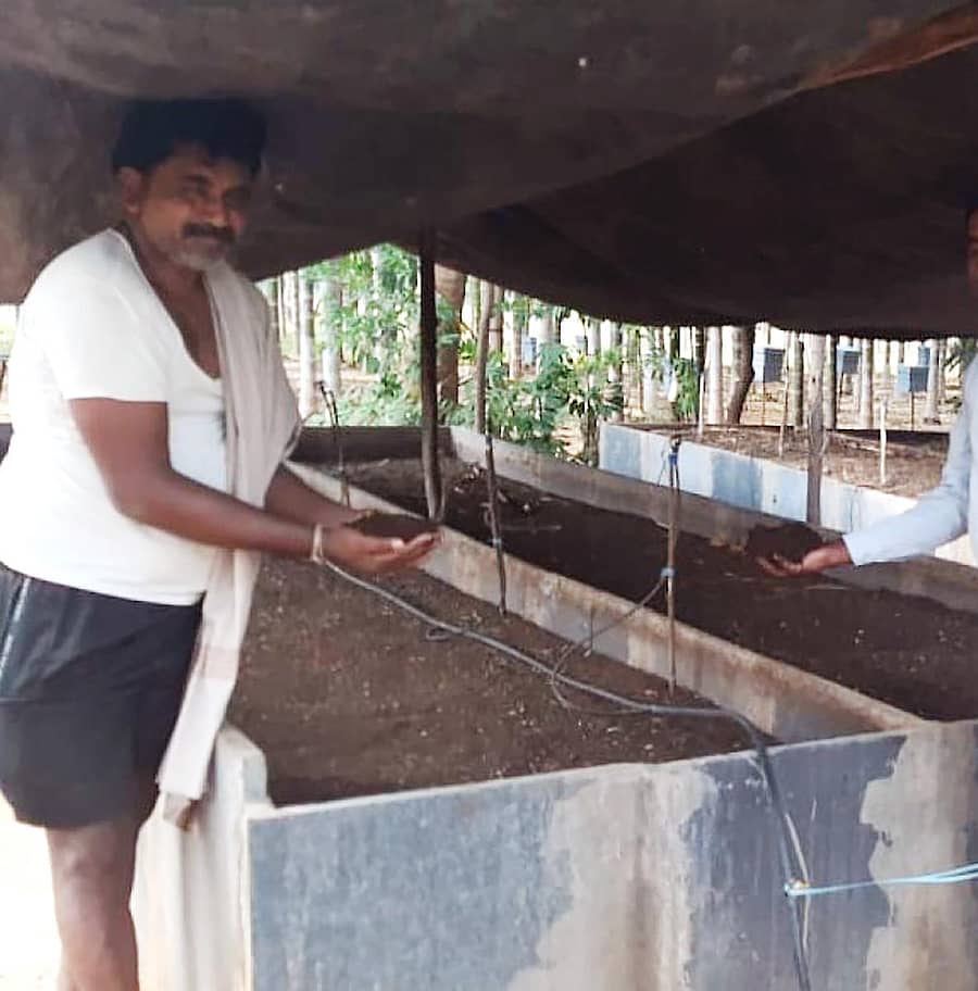 ಚಳ್ಳಕೆರೆ ತಾಲ್ಲೂಕಿನ ನಾಯಕನಹಟ್ಟಿ ಹೋಬಳಿ ವ್ಯಾಪ್ತಿಯ ಸರ್ಜವನಹಳ್ಳಿ ಗ್ರಾಮದ ರೈತ ಓಬಣ್ಣ ಅವರು ಉತ್ಪಾದಿಸುತ್ತಿರುವ ಎರೆಹುಳು ಗೊಬ್ಬರ.