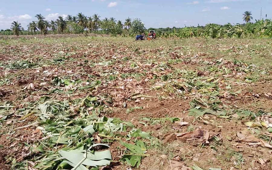 ಹಿರಿಯೂರು ತಾಲ್ಲೂಕಿನ ದಿಂಡಾವರ ಗ್ರಾಮದಲ್ಲಿ ಬೆಲೆ ಕುಸಿತದಿಂದ ಬೇಸತ್ತ ರೈತ ಚಂದ್ರಗಿರಿ ಅವರು ತಮ್ಮ ಹೊಲದಲ್ಲಿ ಬೆಳೆದ ಬಾಳೆ ಫಸಲನ್ನು ಟ್ರ್ಯಾಕ್ಟರ್ ಹಾಯಿಸಿ ನಾಶಪಡಿಸಿದ್ದಾರೆ.