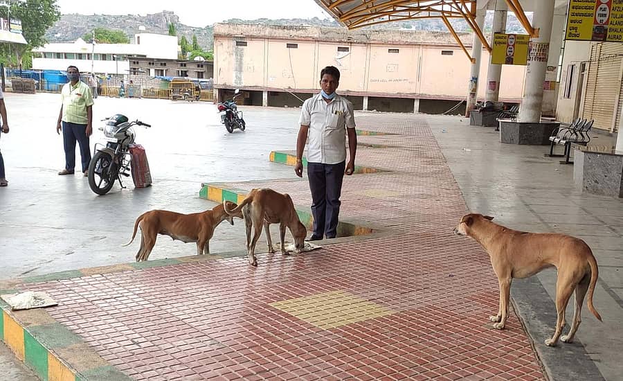 ಶಹಾಪುರ ನಗರದ ಹಳೆ ಬಸ್ ನಿಲ್ದಾಣದಲ್ಲಿ ಬುಧವಾರ ಚೆನ್ನಯ್ಯ ಸ್ಥಾವರಮಠ ಅವರು ಶ್ವಾನಗಳಿಗೆ ಆಹಾರ ನೀಡಿದರು