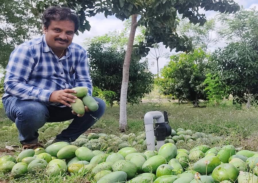 ತಾವು ಬೆಳೆದಿರುವ ಮಾವಿನೊಂದಿಗೆ ರೈತ ಲೋಕೇಶ್‌