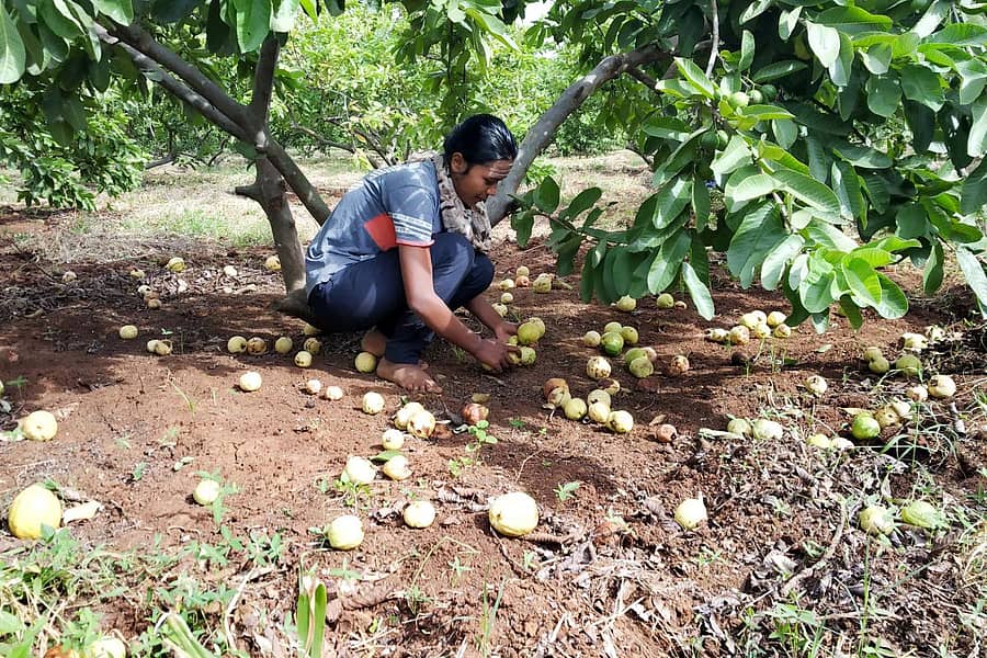 ಹಾವೇರಿ ತಾಲ್ಲೂಕು ಕೋಳೂರು ಗ್ರಾಮದ ತೋಟವೊಂದರಲ್ಲಿ ಉದುರಿಬಿದ್ದ ಪೇರಲ ಹಣ್ಣುಗಳನ್ನು ಆಯ್ದು ಹೊರಹಾಕುತ್ತಿರುವ ಯುವತಿ  –ಪ್ರಜಾವಾಣಿ ಚಿತ್ರ 