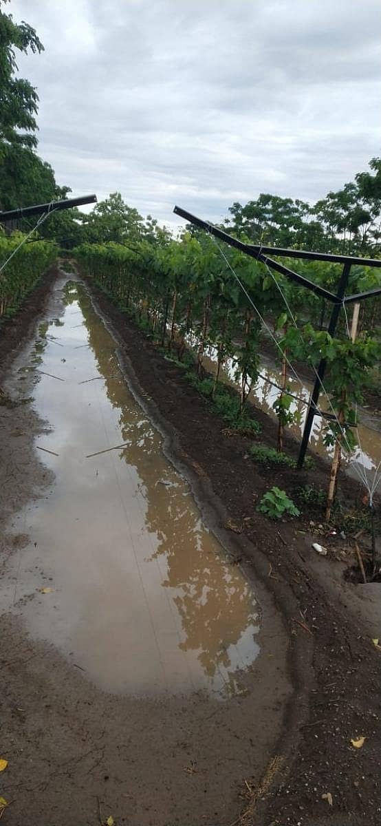 ವಿಜಯಪುರದಲ್ಲಿ ಗುರುವಾರ ದ್ರಾಕ್ಷಿ ಪಡದಲ್ಲಿ ನಿಂತಿರುವ ಮಳೆ ನೀರು