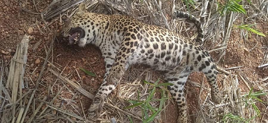 ಕಡಬೂರು ಗ್ರಾಮದಲ್ಲಿ ಅನುಮಾನಾಸ್ಪದವಾಗಿ ಮೃತಪಟ್ಟಿರುವ ಚಿರತೆ