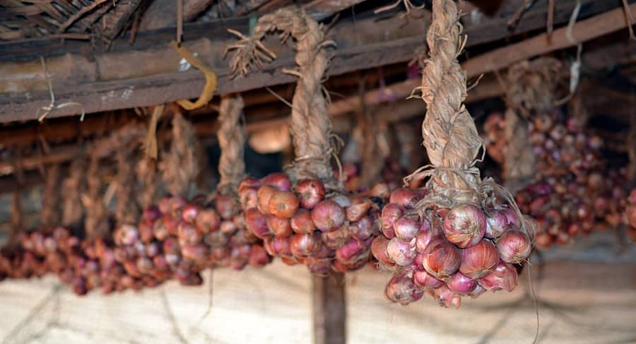 ಕುಮಟಾದ ಅಂಗಡಿಯೊಂದರಲ್ಲಿ ಸಿಹಿ ಈರುಳ್ಳಿ ಗೊಂಚಲುಗಳನ್ನು ಕಟ್ಟಿರುವುದು