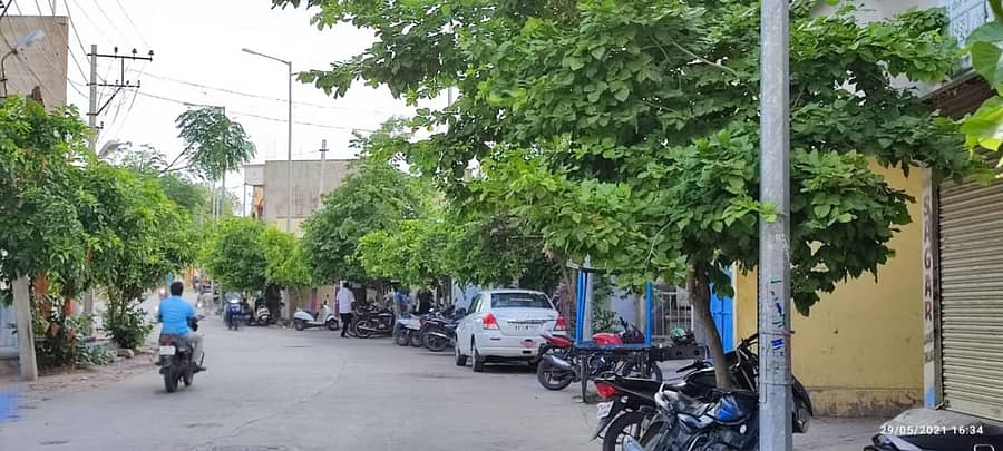 ರಾಯಚೂರಿನ ನಗರೇಶ್ವರ ಮಾರ್ಗದಲ್ಲಿ ‘ಗ್ರೀನ್‌ ರಾಯಚೂರ’ನಿಂದ ನೆಟ್ಟಿರುವ ಮರಗಳ ಸಾಲು