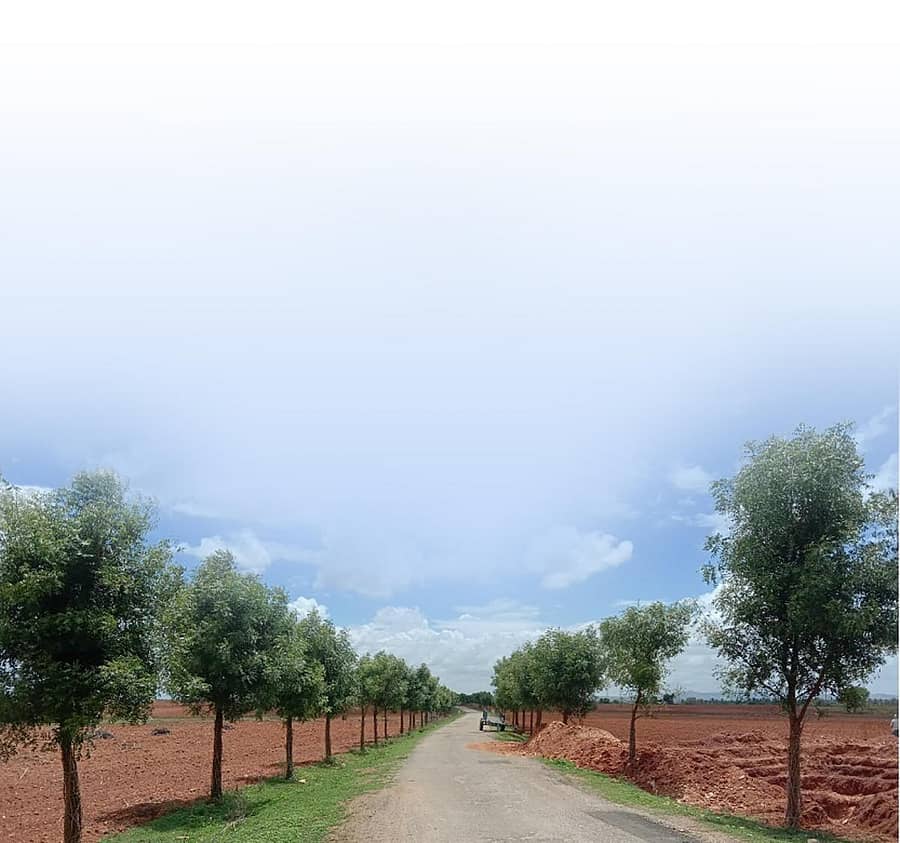 ಹೊಸದುರ್ಗ ತಾಲ್ಲೂಕಿನ ನಾಗೇನಹಳ್ಳಿ ರಸ್ತೆ ಬದಿಯಲ್ಲಿ ಬೆಳೆದಿರುವ ಬೇವಿನ ಮರಗಳು.