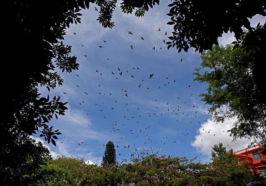 ವಿಶ್ವ ಪರಿಸರ ದಿನ...ನಗರದ ಕಬ್ಬನ್ ಉದ್ಯಾನದ ದಟ್ಟ ಹಸಿರಿನ ನಡುವೆ ಸ್ವಚ್ಛಂದವಾಗಿ ಹಾರಾಡಿದ ಪಾರಿವಾಳಗಳು -ಪ್ರಜಾವಾಣಿ ಚಿತ್ರ/ಎಂ.ಎಸ್.ಮಂಜುನಾಥ್