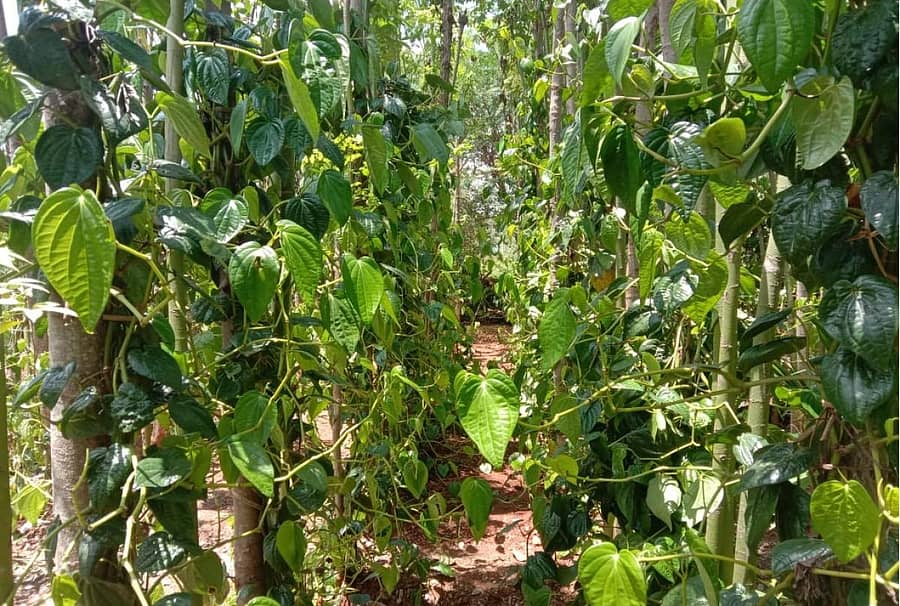 ಹೊಸದುರ್ಗ ತಾಲ್ಲೂಕಿನ ಸಣ್ಣಕಿಟ್ಟದಹಳ್ಳಿಯಲ್ಲಿ ಬೆಳೆದಿರುವ ವೀಳ್ಯದೆಲೆ