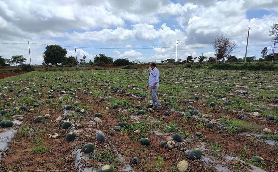 ಬೆಟ್ಟದಪುರ ಸಮೀಪದ ಹಲಗನಹಳ್ಳಿ ಗ್ರಾಮದ ಅತ್ತರ್‌ಮತೀನ್ ತಮ್ಮ ಜಮೀನಿನಲ್ಲಿ ಬೆಳೆದಿರುವ ಕಲ್ಲಂಗಡಿ ಫಸಲನ್ನು ಕೊಯ್ಲು ಮಾಡದೆ ಬಿಟ್ಟಿದ್ದಾರೆ