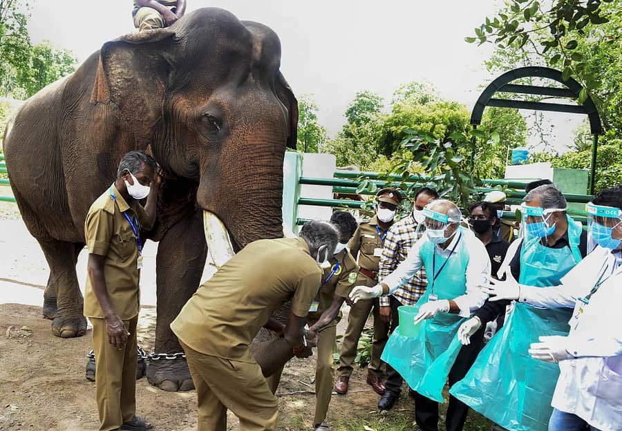 ಕೊಯಮತ್ತೂರಿನ ಟಾಪ್ಸ್ಲಿಪ್ ಆನೆ ಶಿಬಿರದಲ್ಲಿ ಮಂಗಳವಾರ ಪಶುವೈದ್ಯರು ಆನೆಯಿಂದ ಗಂಟಲು ಮಾದರಿ ಸಂಗ್ರಹಿಸಿದರು (ಪಿಟಿಐ ಚಿತ್ರ).