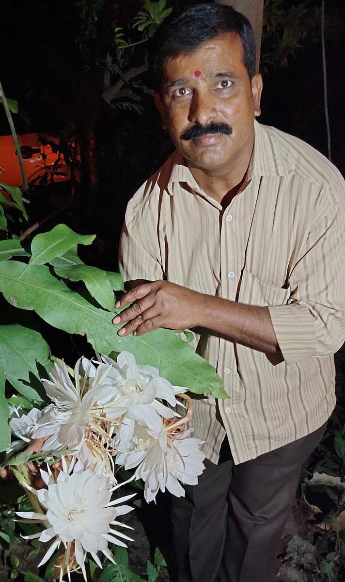 ಬಾಗೇಪಲ್ಲಿಯಲ್ಲಿ ನಾಗಲಕ್ಷ್ಮಮ್ಮ, ಮನೋಹರಾಚಾರಿ ಮನೆ ಮುಂದೆ ಬ್ರಹ್ಮಕಮಲಗಳು ಅರಳಿರುವುದು